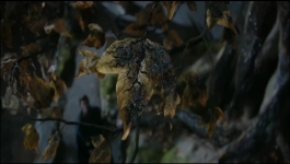 The Lord of the Rings The Rings of Power (Hindi) - Season 01 Episode 05